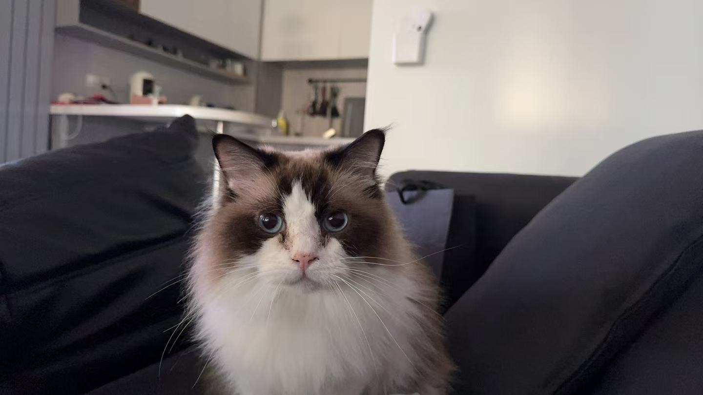 A long-haired cat looking directly at the camera
