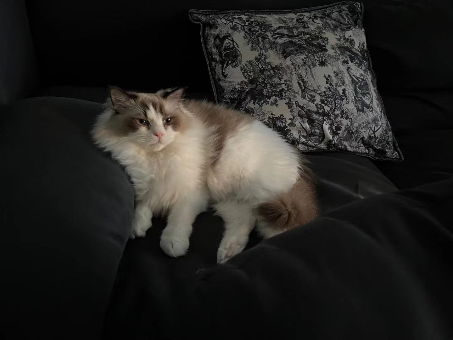 A long-haired cat sitting on a dark sofa