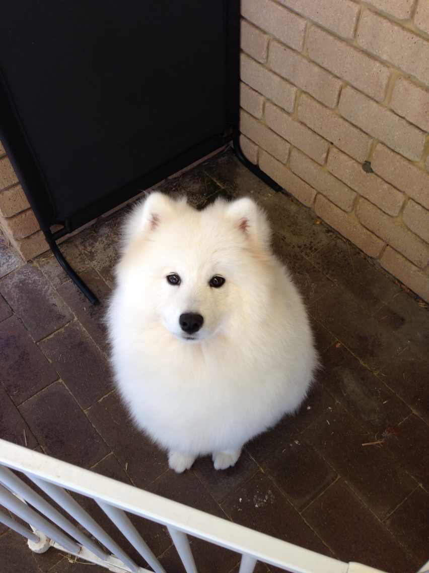 The founder's white dog looking up at the camera