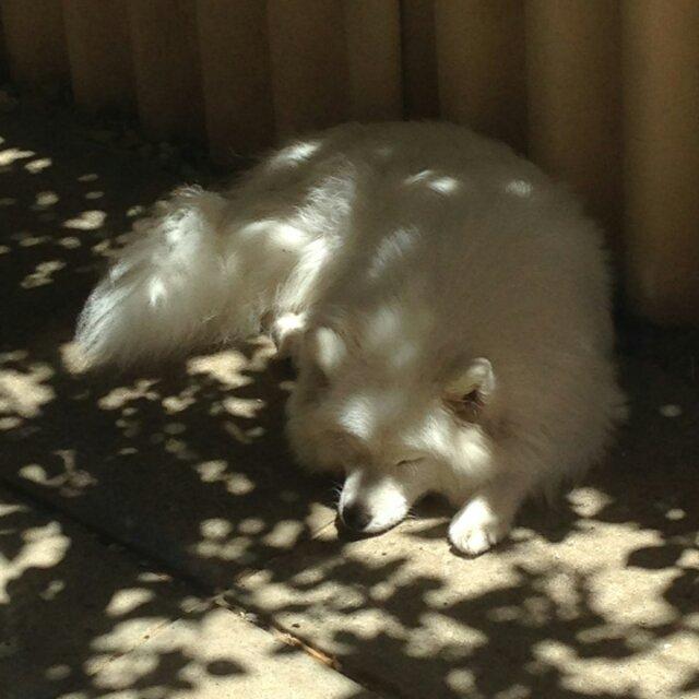 The founder's white dog resting in dappled sunlight