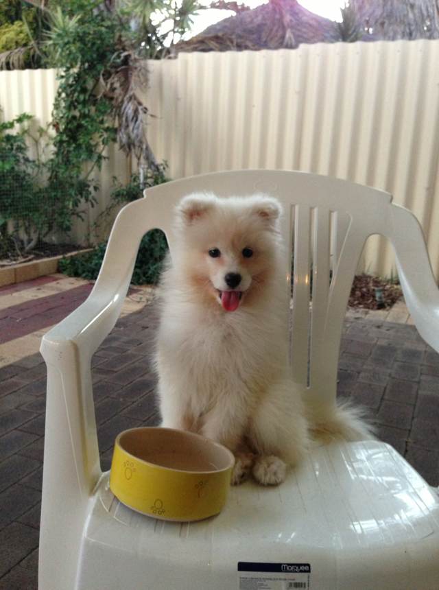 A white dog as a puppy sitting on an outdoor chair