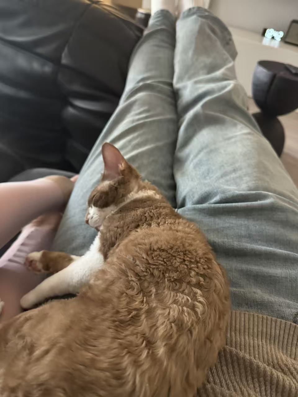 A cat sleeping across its owner's lap