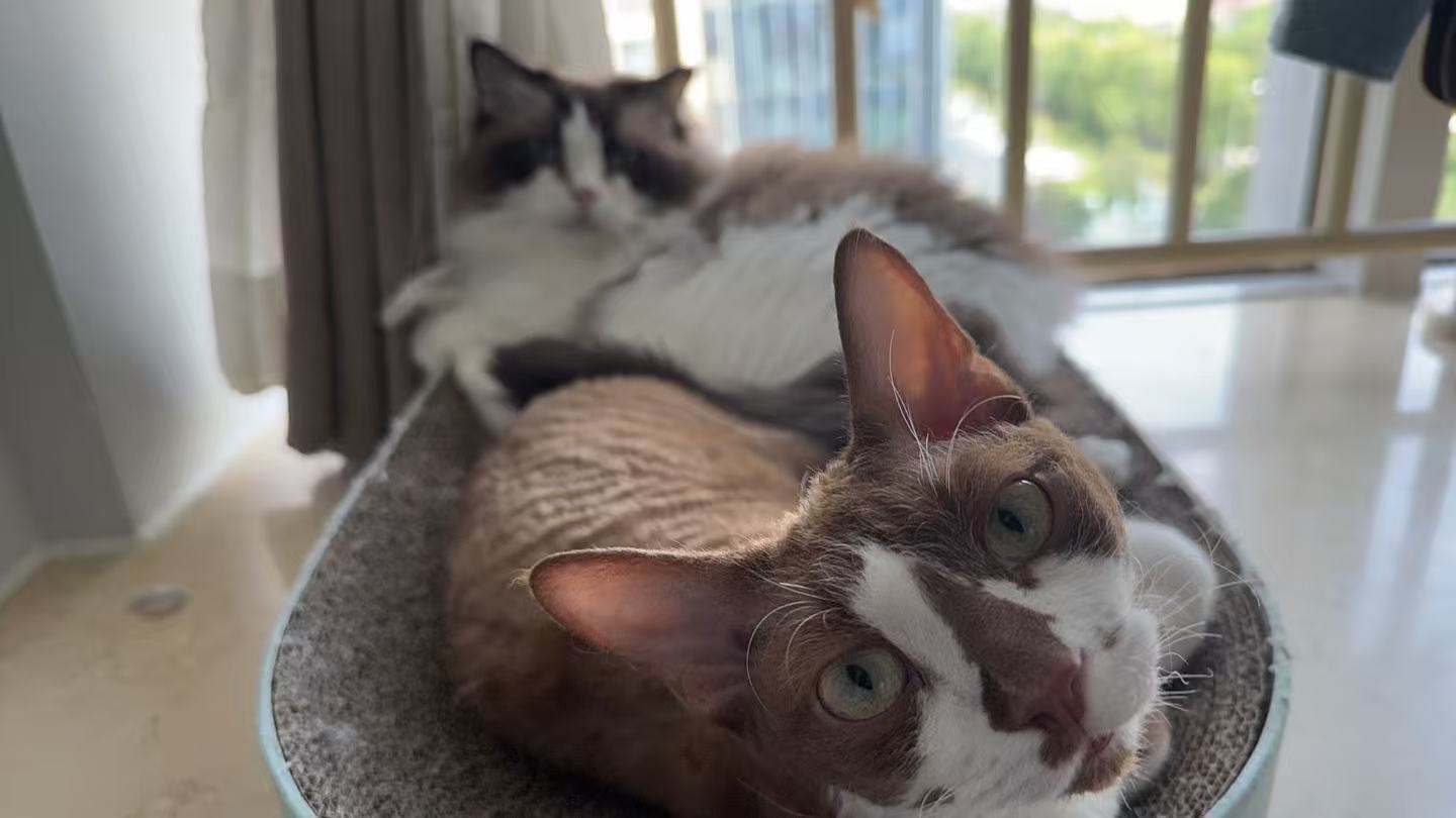 Two cats resting together in a bright room