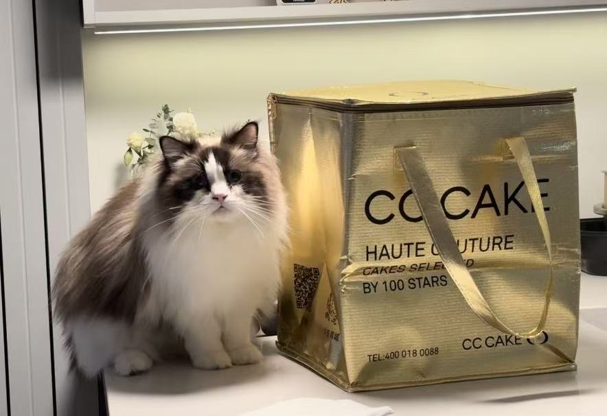 A long-haired cat sitting beside a gold cake bag