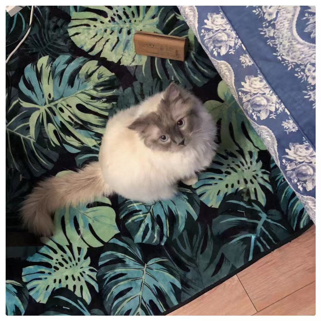 A young long-haired cat sitting on a green leaf-patterned sofa