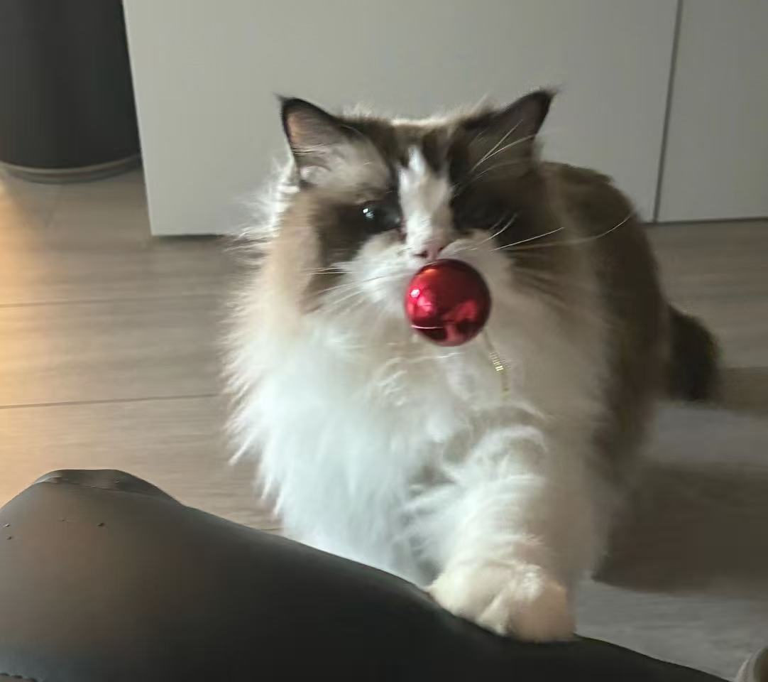 A long-haired cat carrying a red ornament at home