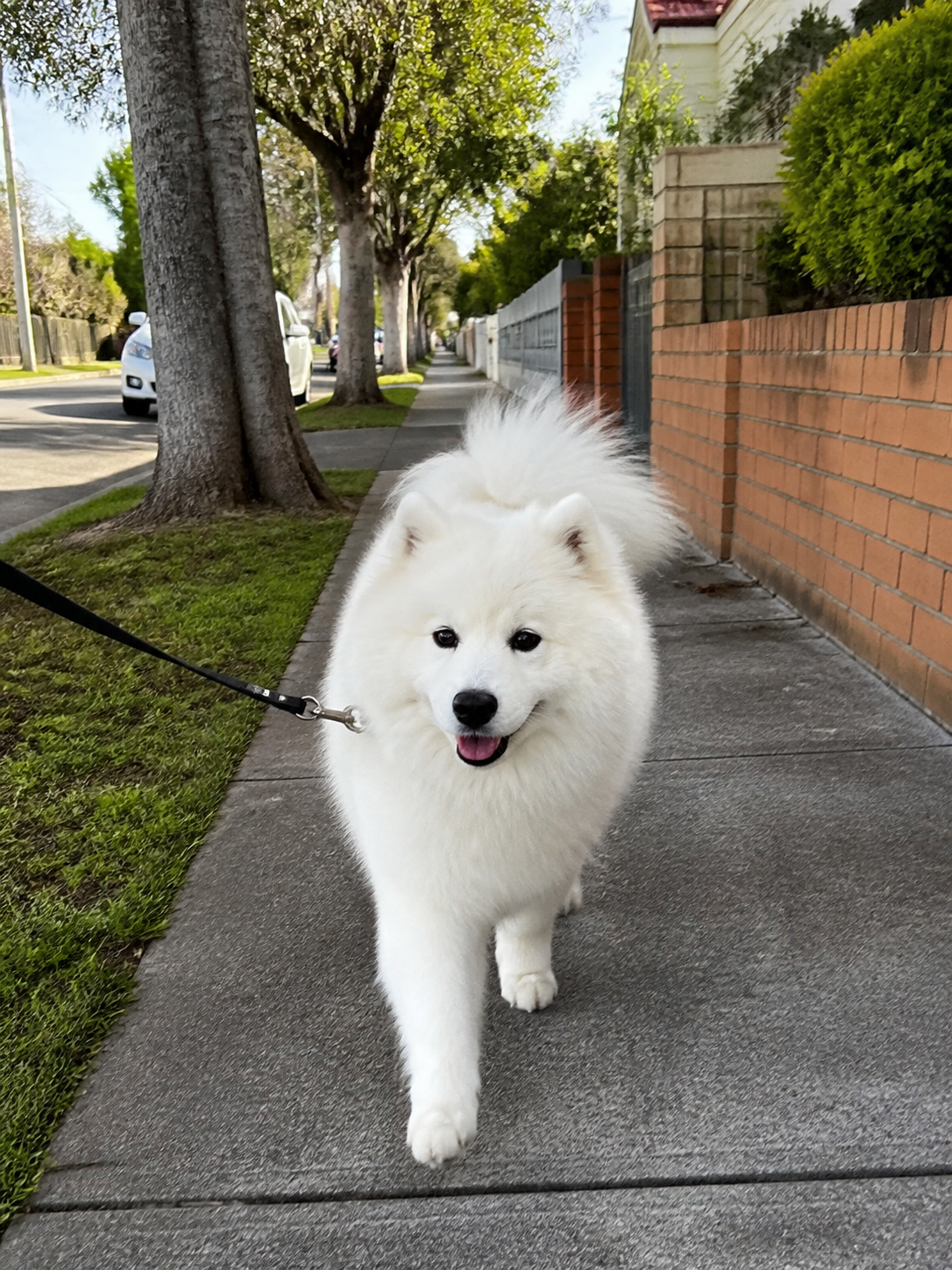 The founder's white dog walking along a tree-lined sidewalk