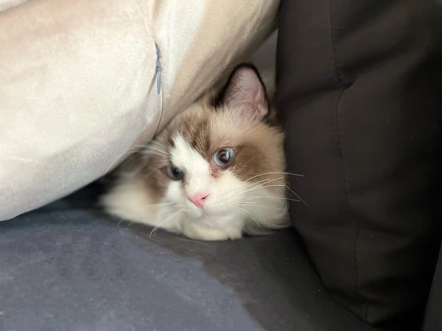 A cat tucked into a familiar corner of the sofa