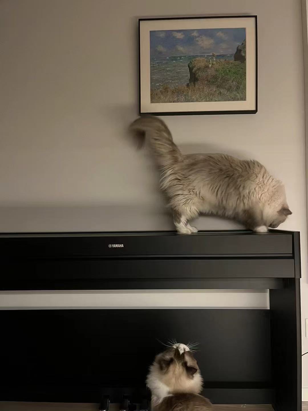Two cats exploring a piano together at home
