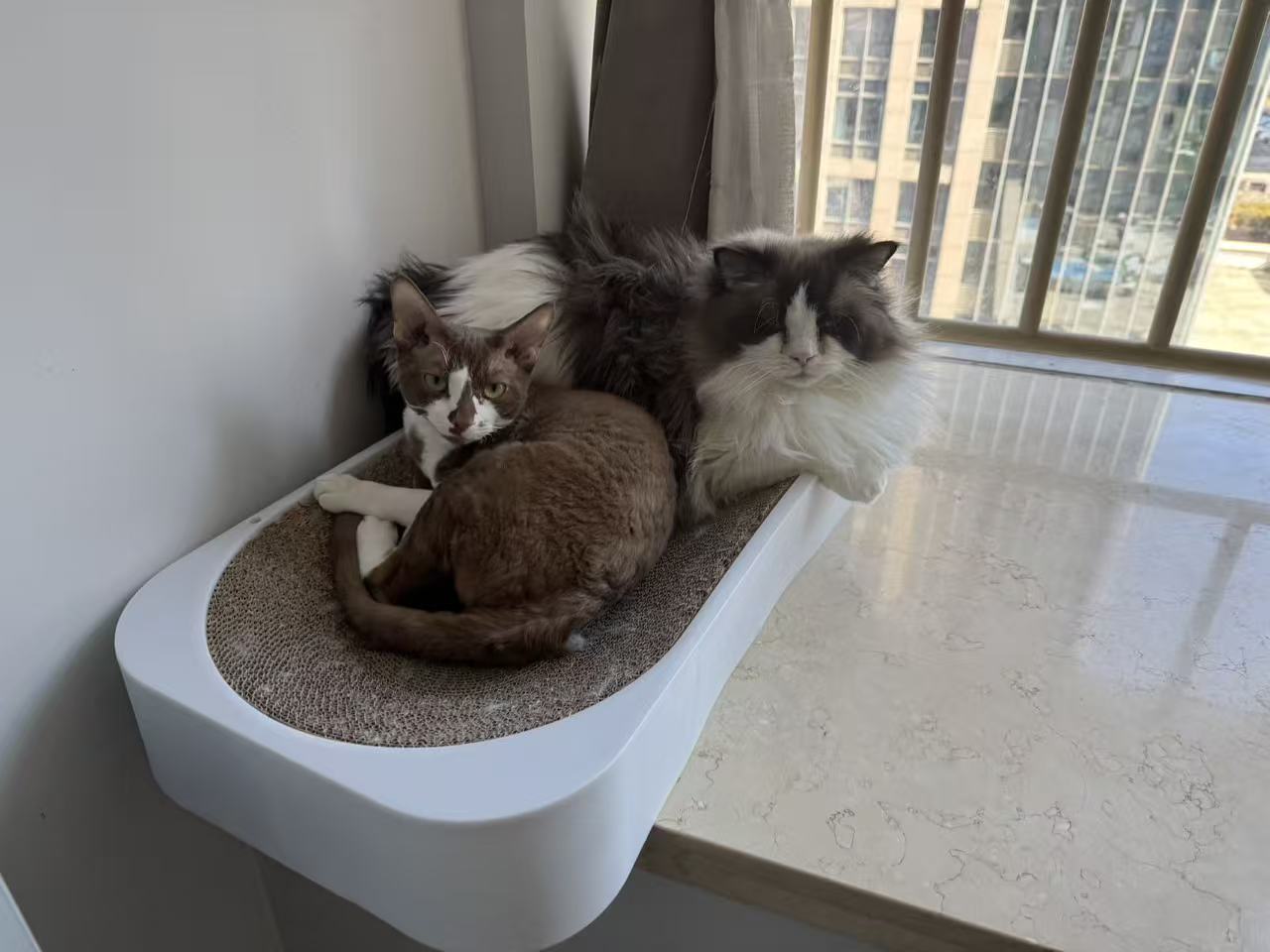 Two cats resting together beside a window
